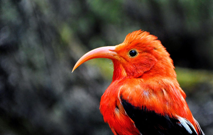 male-honeycreeper