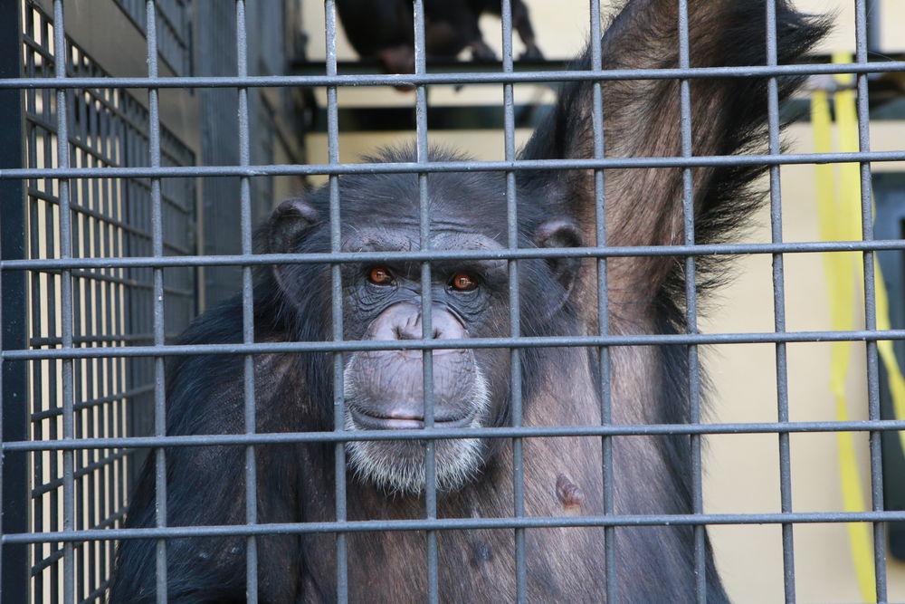 Project Chimp