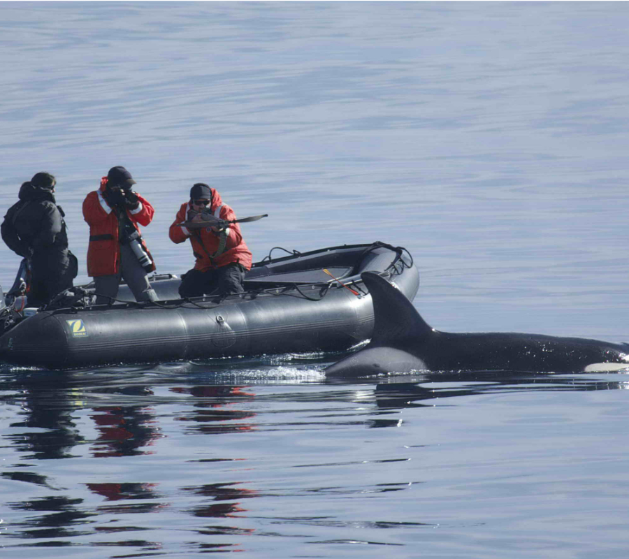 Orca GPS tracking
