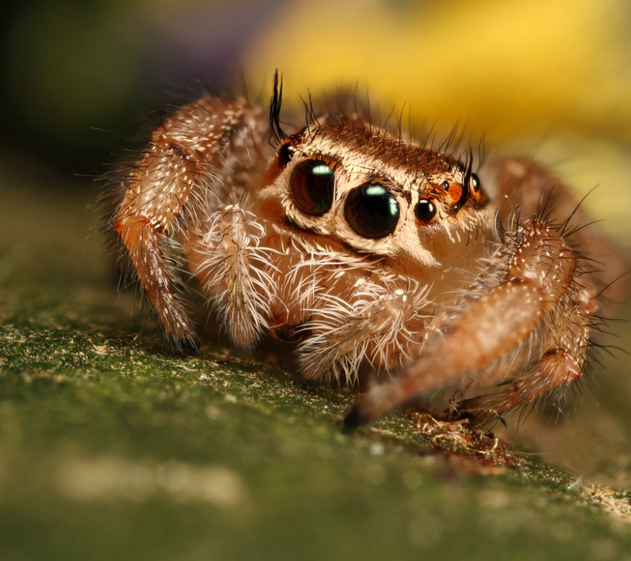 Jumping Spider
