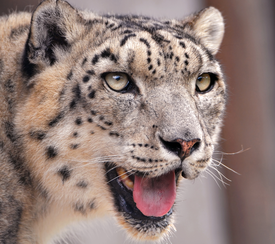 Snow Leopard