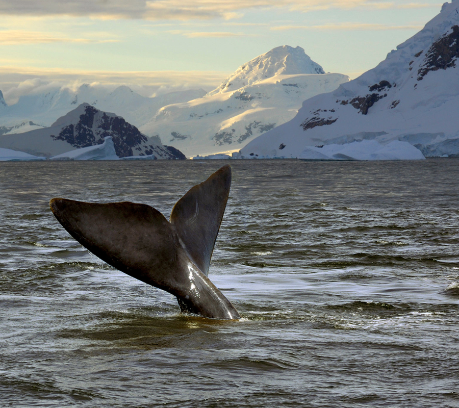 Ross Sea, Antarctica