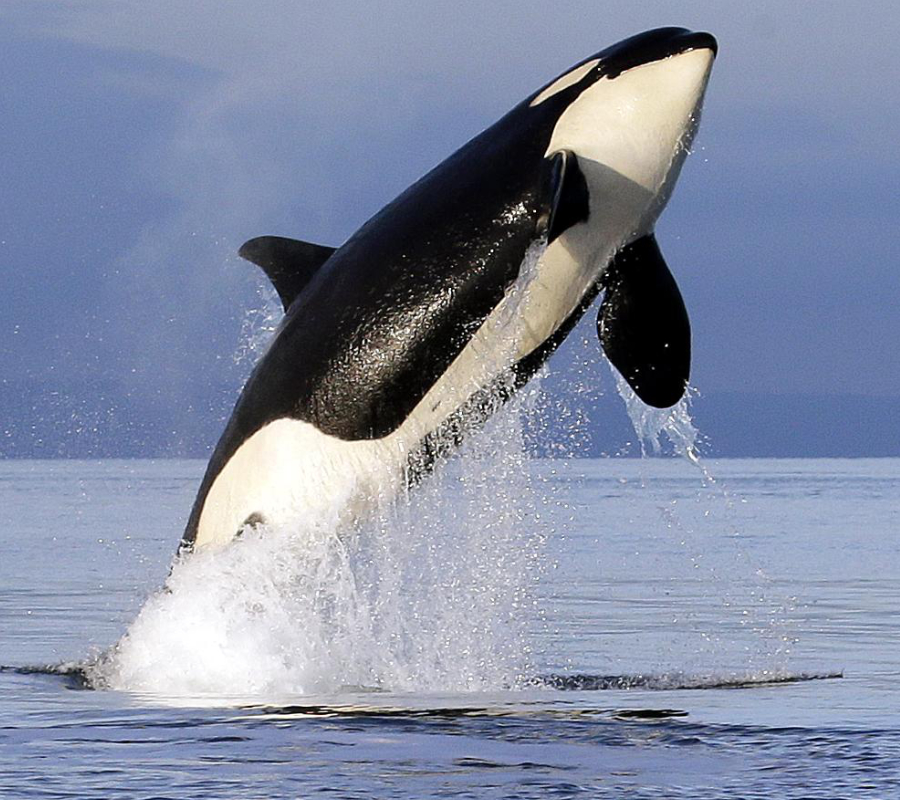 Orca, Killer whale, Puget Sound
