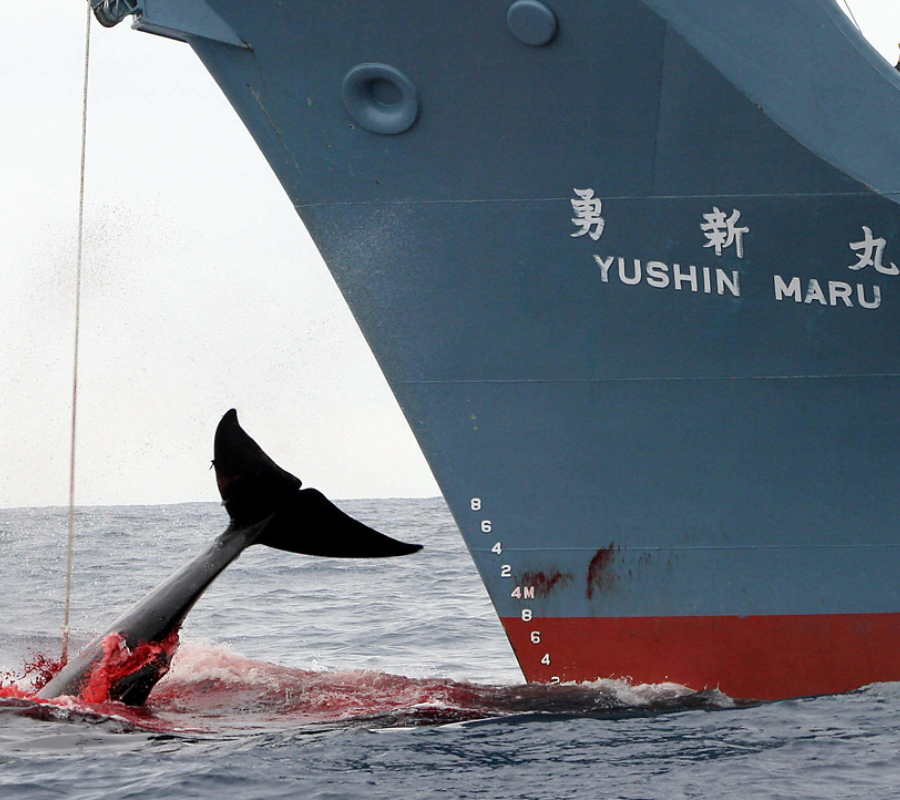 Whaling