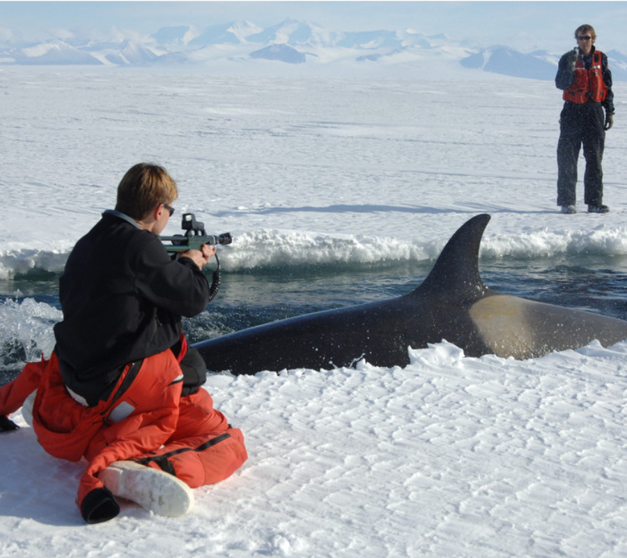 Orca GPS tracking