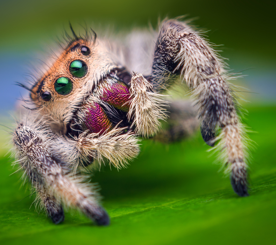 Jumping Spider
