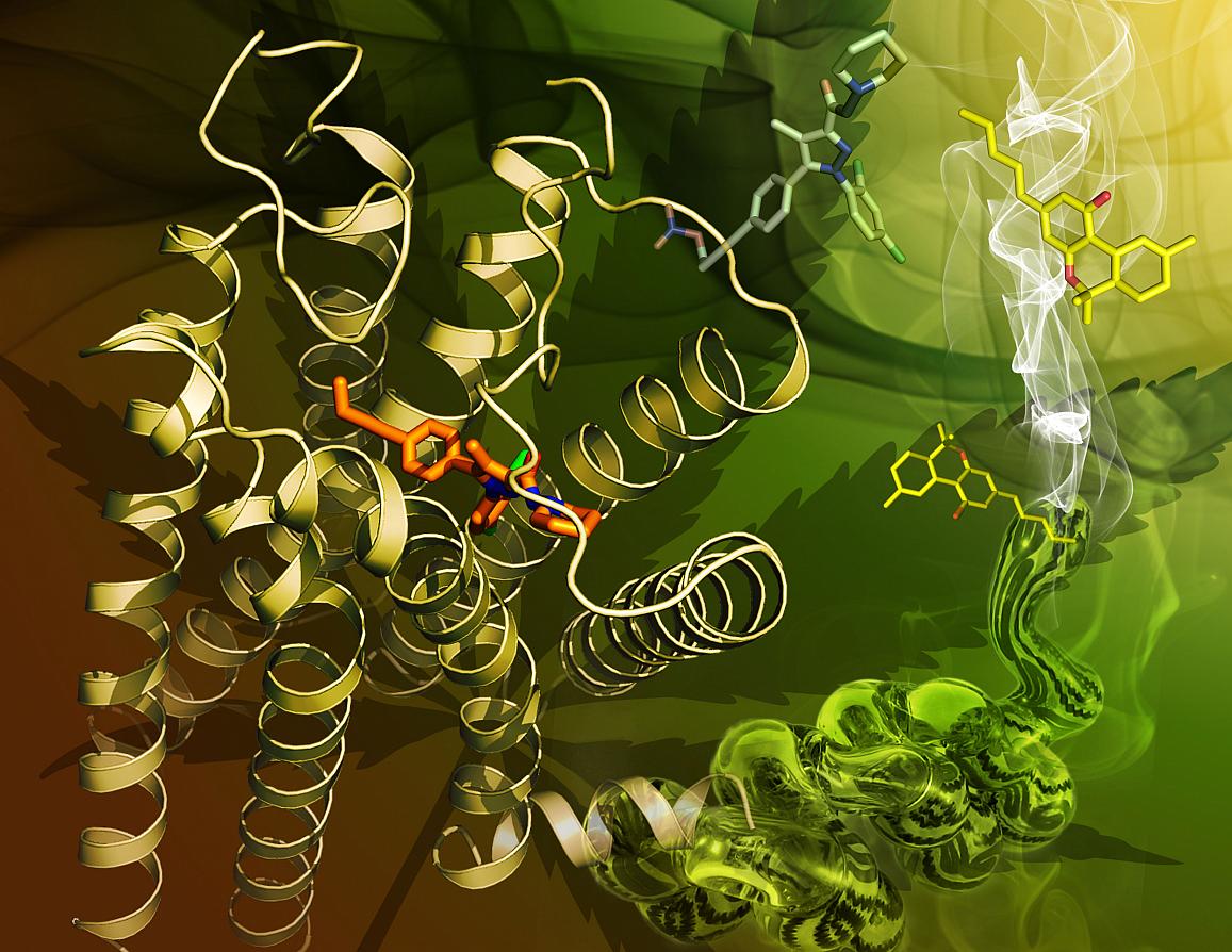 Cannabinoid
