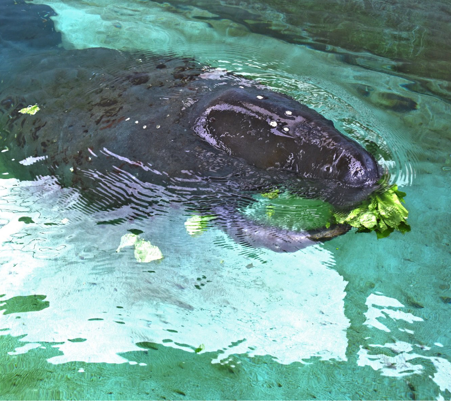 Manatee