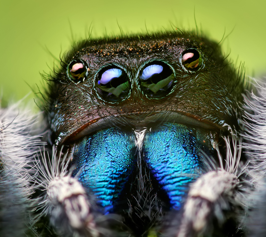Jumping Spider