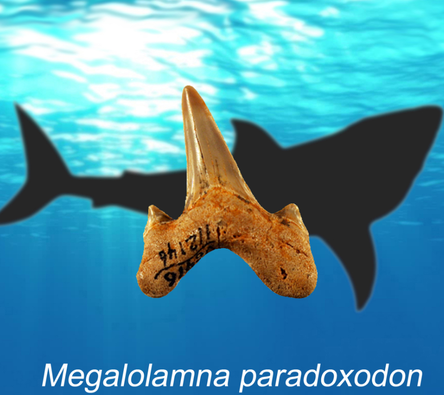 Megalolamna Paradoxodon/Shark