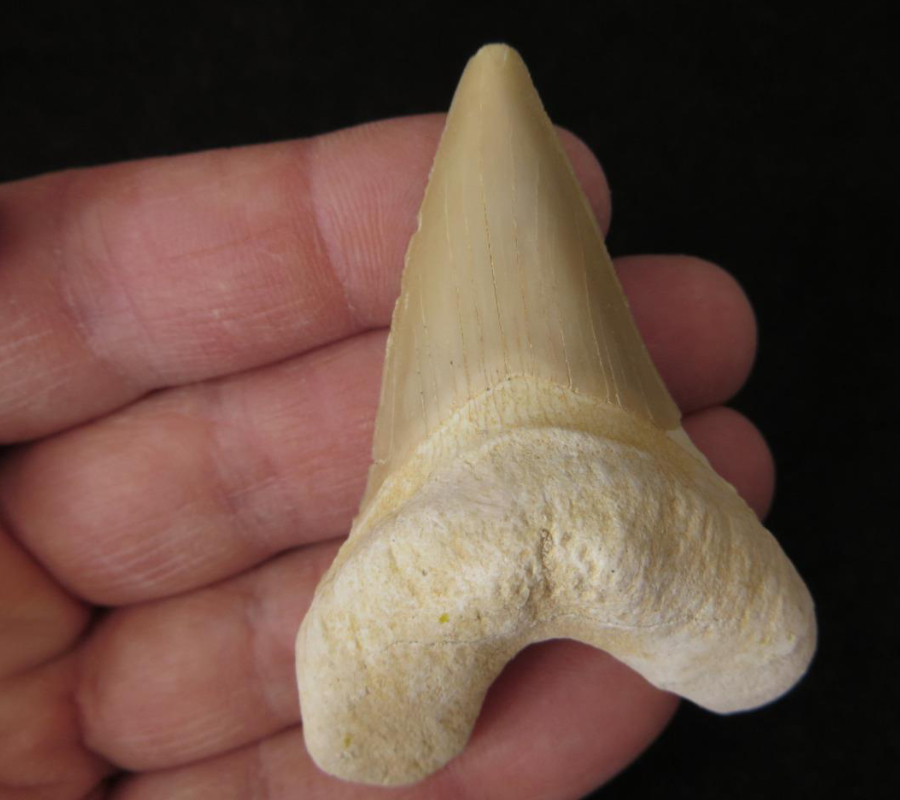 Otodus Obliquus Shark Tooth