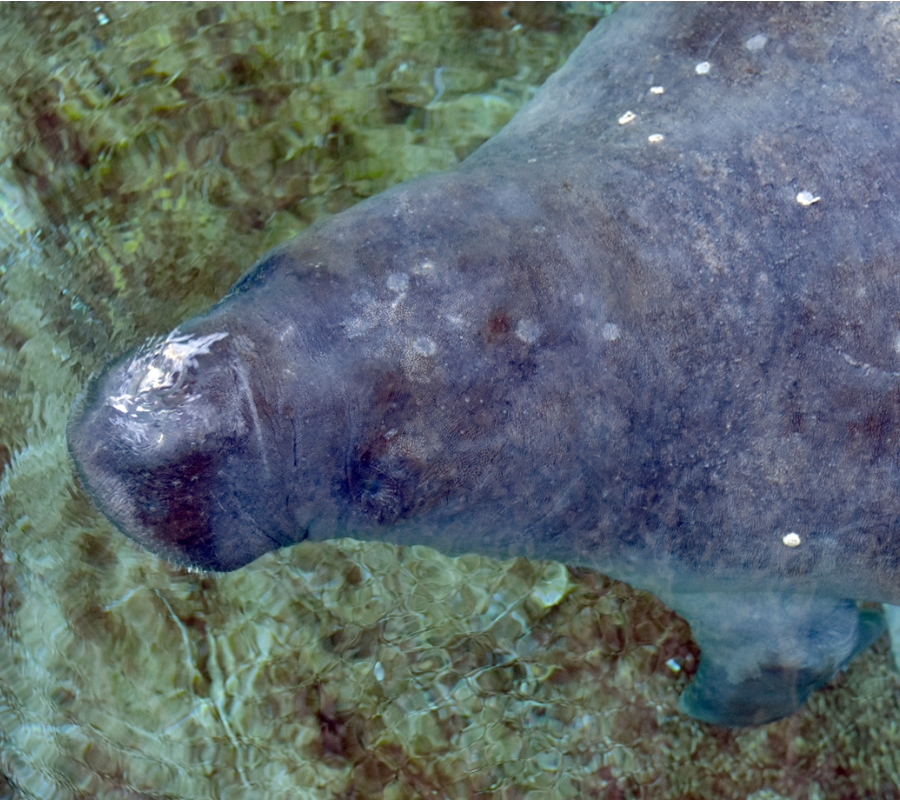 Manatee