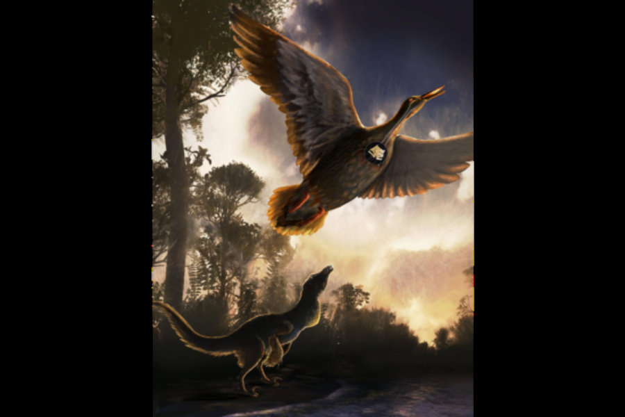 Scientifically known as Vegavis iaai, the bird belongs to the group of swans, ducks, and geese. Photo credit: Nicole Fuller / Sayo Art for UT Austin / Christian Science Monitor