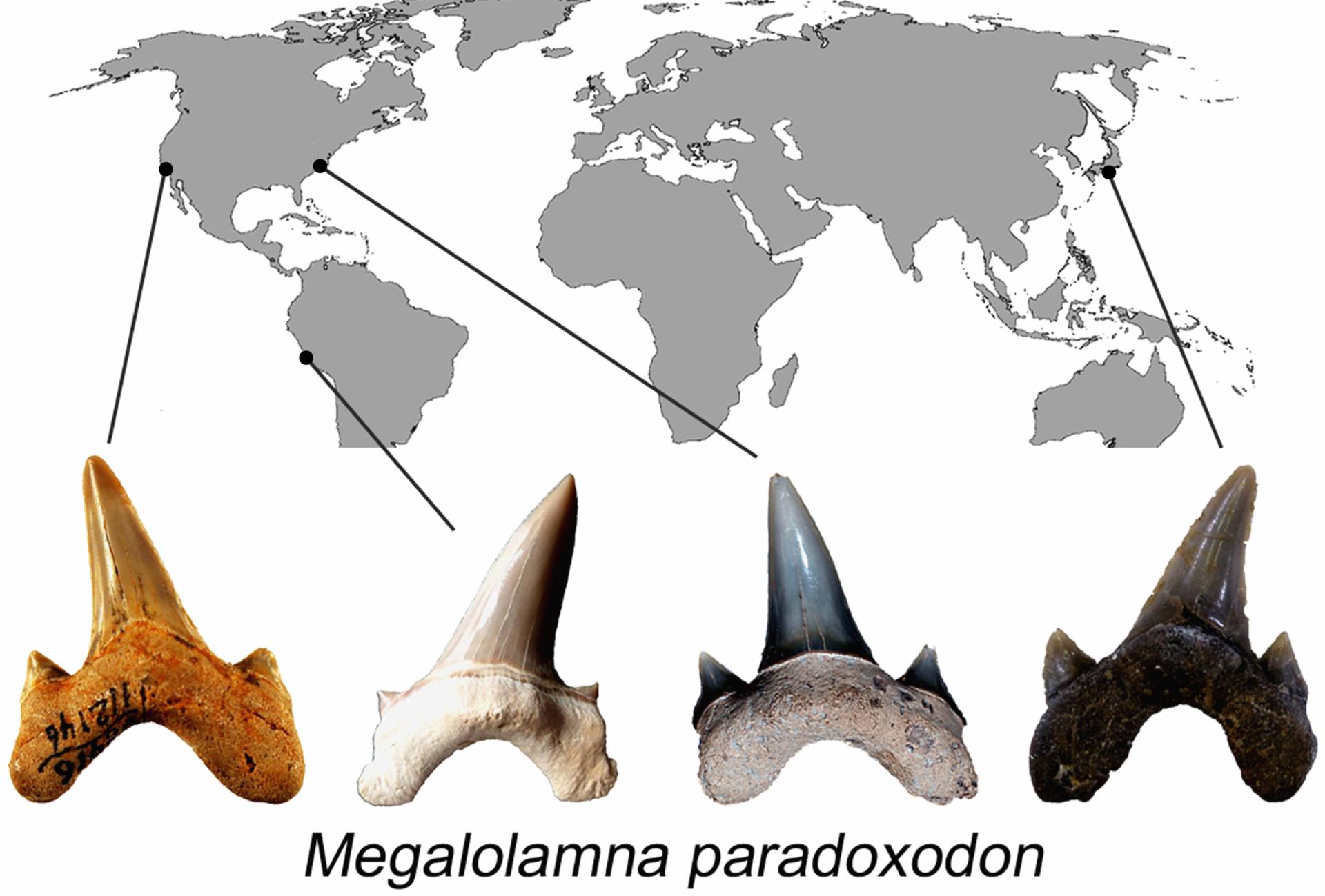 Megalolamna Paradoxodon/Shark