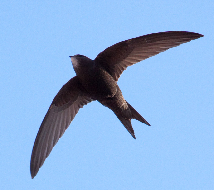 Common Swift