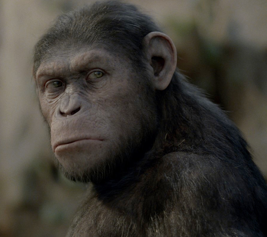 Ape