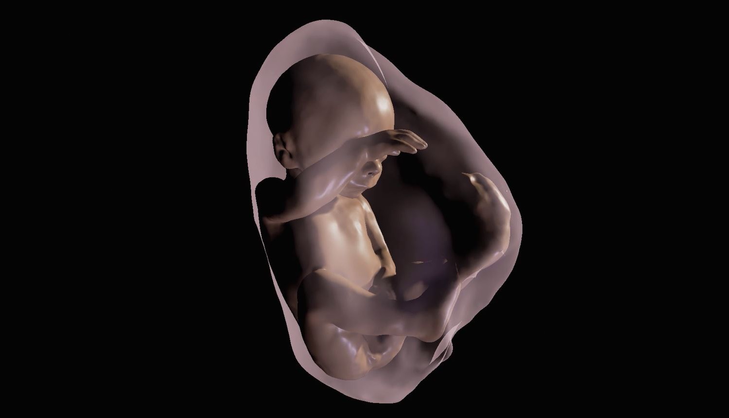 3D model of unborn baby
