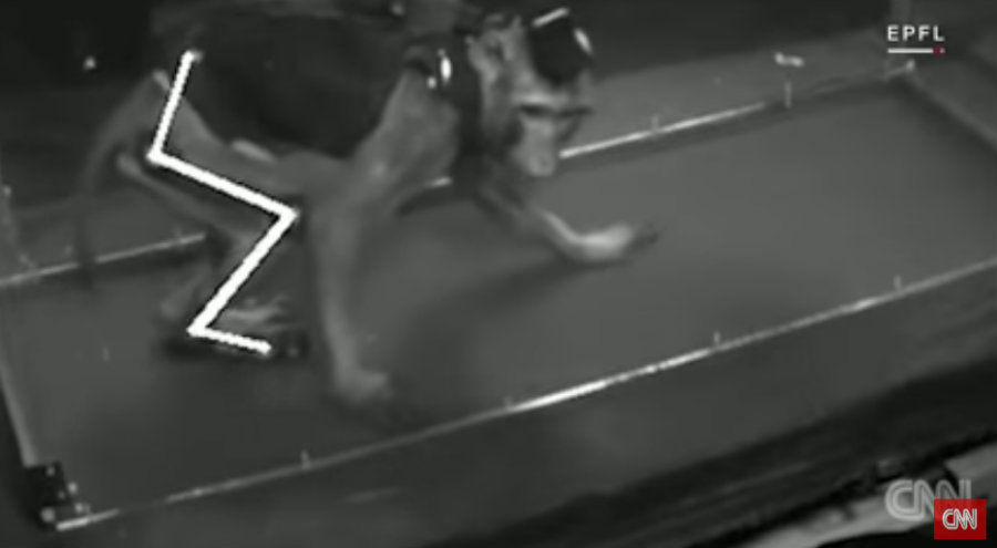 Scientists created a wireless system and an implant that enabled the monkey’s brains to send electrical signals to the paralyzed leg. Photo credit: CNN Youtube Channel