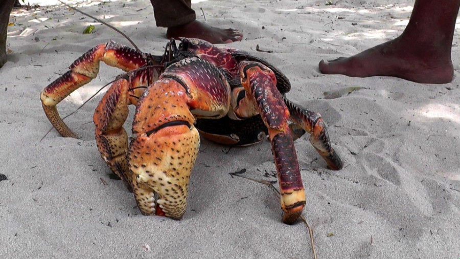 Coconut crabs were calculated to have one of the strongest pinching forces in the animal kingdom. Photo credit: Anke Heldmann Youtube Channel