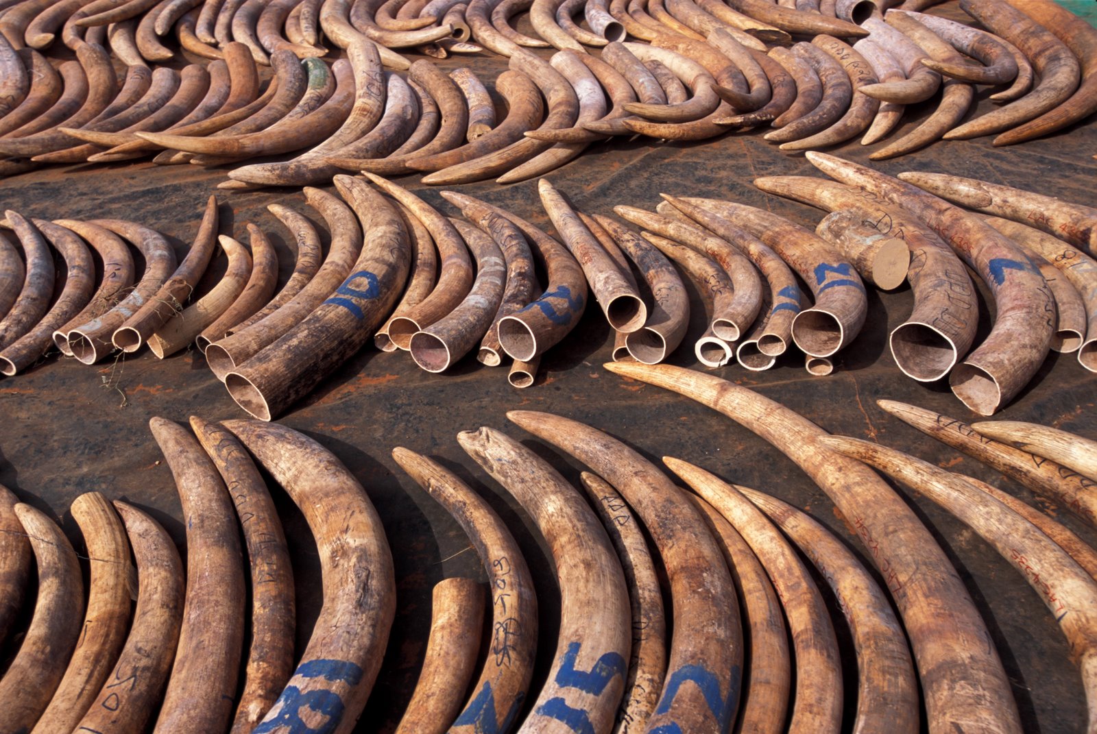 Elephant tusks