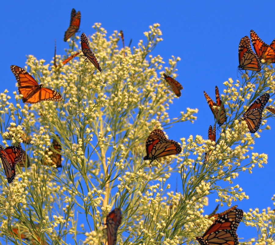 Monarch Butterflies