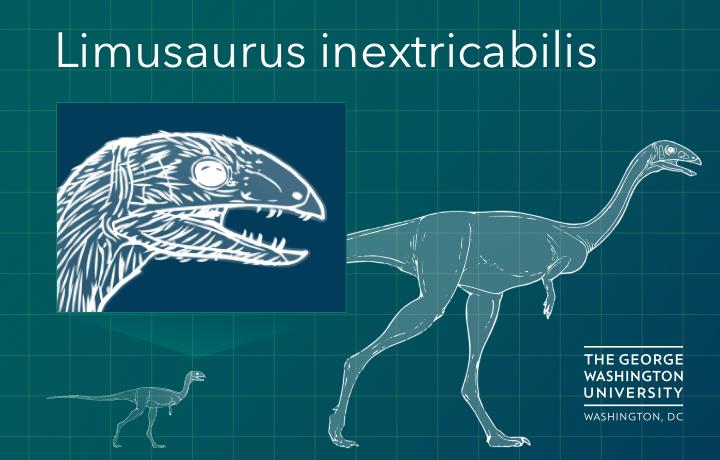 Limusaurus inextricabilis