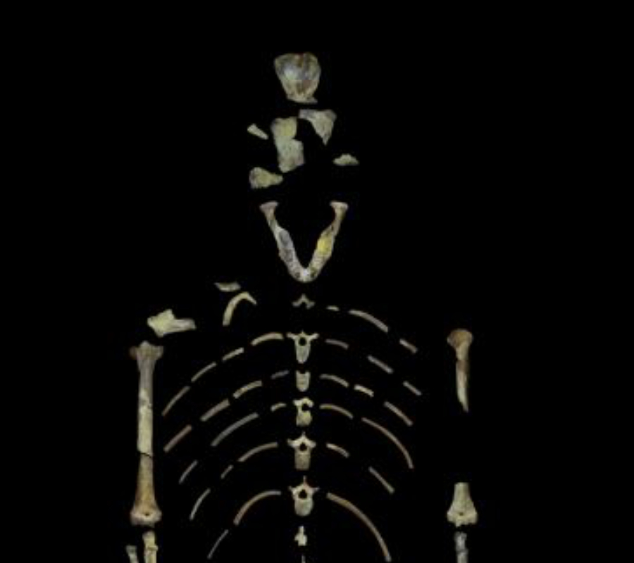 Human ancestor 'Lucy'