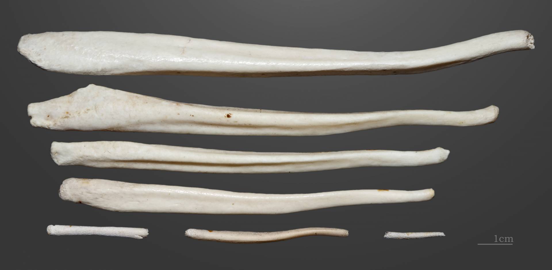 Baculum