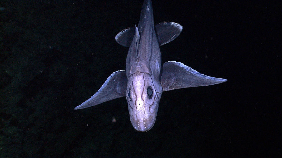 Deepsea chimaera filmed alive for the first time