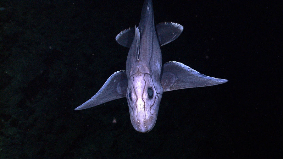 Deep-sea chimaera filmed alive for the first time