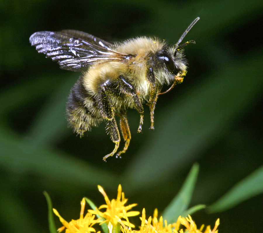 Bumble Bee in Flight