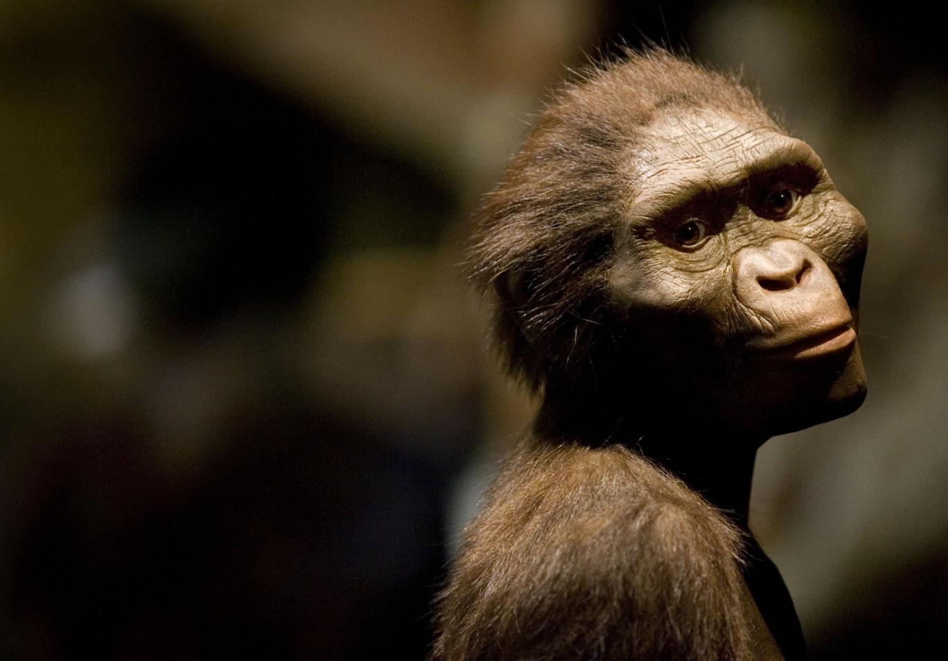 Human ancestor 'Lucy'