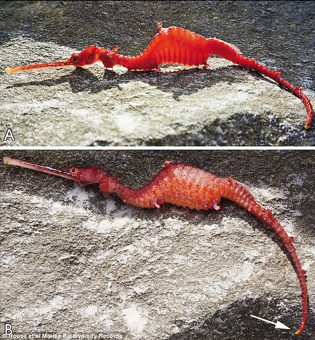 Ruby Seadragon