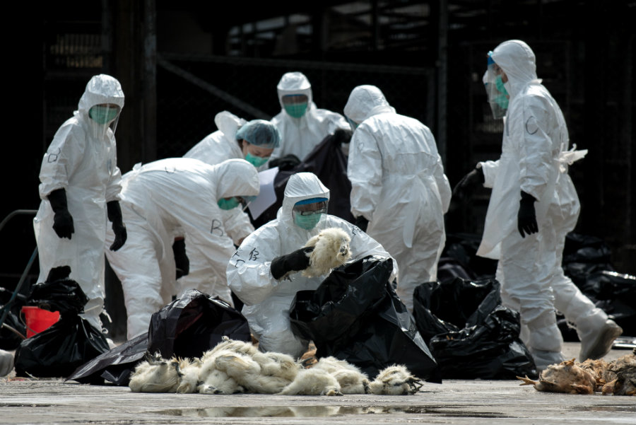 The WHO is concerned about the possibility of expansion for the deadly avian influenza. Image credit: Getty Images / AFP / Philippe Lopez / IB Times