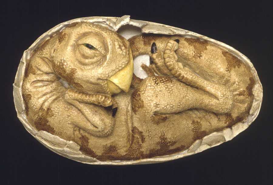 The long time dinosaur eggs took to hatch may explain their extinction
