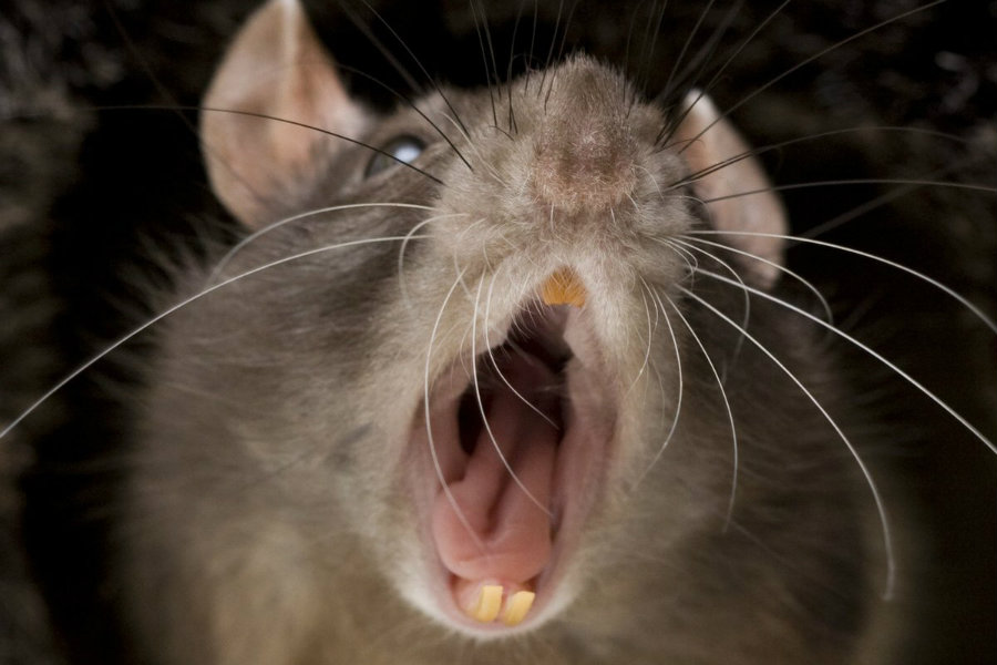 Scientists from Yale University managed to trigger the predatory killer instinct in mice. Photo credit: Elabismodelcine.blogspot.com