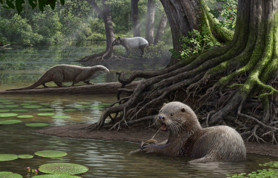 The scientific name of the wolf-sized otter is Siamogale melilutra. Image credit: Cleveland Museum of Natural History / The Washington Post