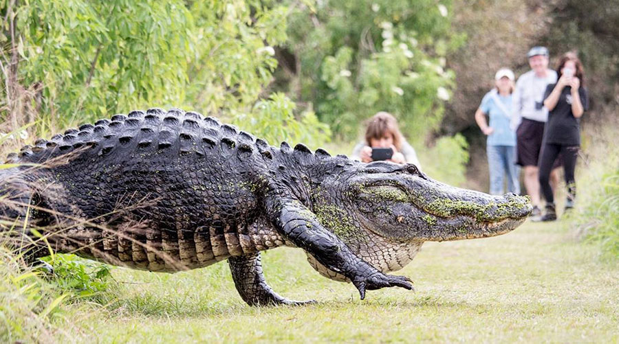 alligator-florida