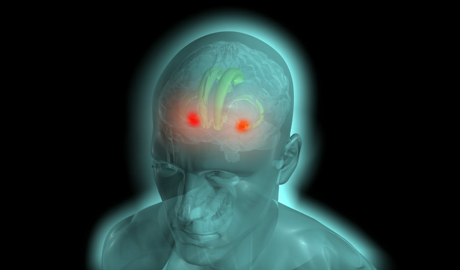 The amygdalae are two almond-shaped structures located in the temporal lobes of the brain of many vertebrates. Photo credit: Stringtownambassadors.com