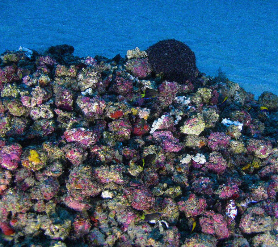 Amazon Coral Reef