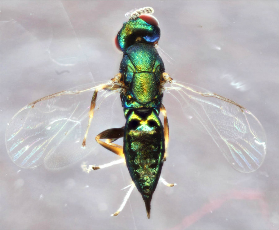 Image credit: Andrew Forbes / University of Iowa / Popular Science