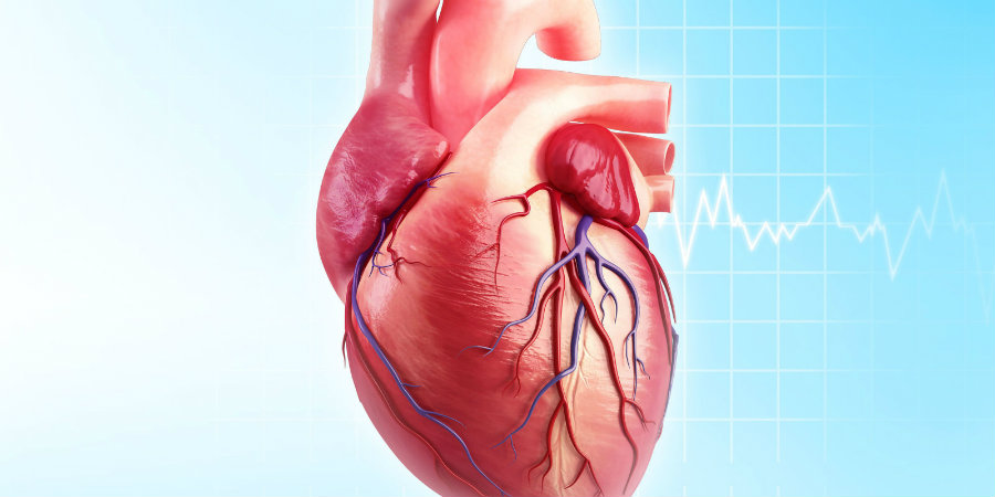 A group of scientists has developed a robotic sleeve that can aid hearts that cannot perform their functions correctly. Photo credit: Getty Science Photo Library - PIXOLOGICSTUDIO / Netdoctor