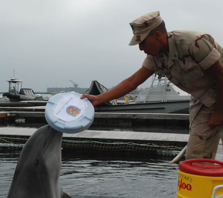 U.S. Navy's dolphin
