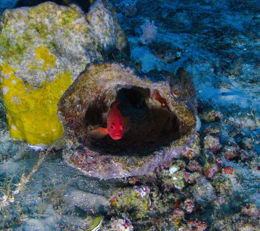 Amazon Coral Reef