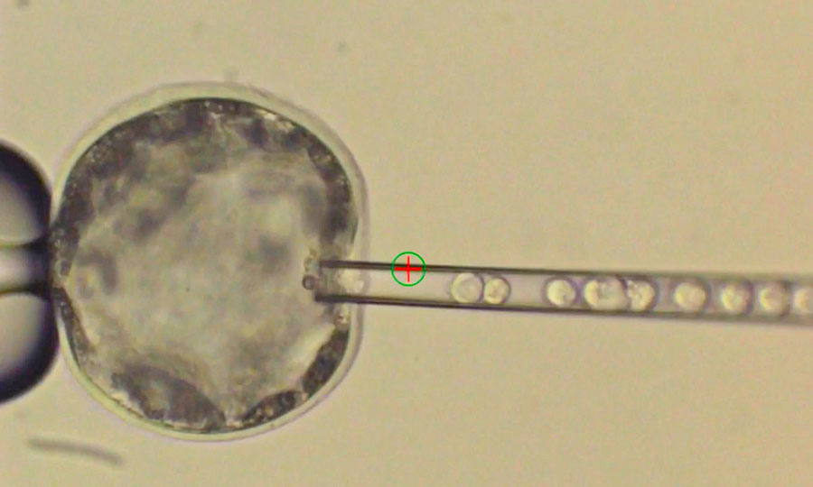 human-pig-embryo