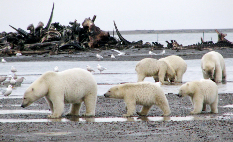 The current amount of polar bears in the world is greater when comparing with 1980 ciphers. Photo credit: Travelswithangel.wordpress.com