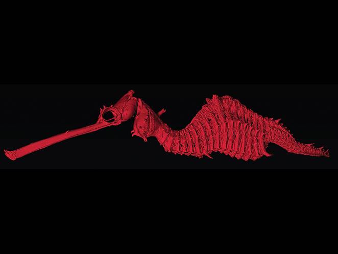Ruby Seadragon