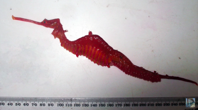 Ruby Seadragon