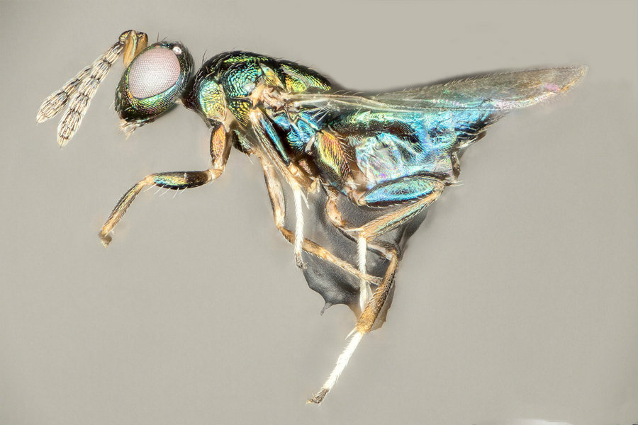 The new parasite wasp was found by Dr. Scott P. Egan, from Rice University, in 2015. Image credit: Ryan Ridenbaugh and Miles Zhang / New Scientist
