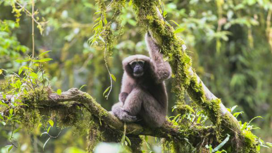 A group of researchers found a new breed of Gibbon monkeys and named it "Skywalker." Photo credit: Zoological Society of London / PA / Belfast Telegraph